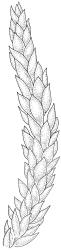 Fallaciella robusta. Branch detail. Drawn from holotype, A.J. Fife 8137, CHR 438186.
 Image: R.C. Wagstaff © 2003 British Bryological Society. Reprinted by permission of Informa UK Limited, trading Taylor & Francis Group, https://www.tandfonline.com on behalf of British Bryological Society. Reprinted by permission of Informa UK Limited, trading Taylor & Francis Group, https://www.tandfonline.com on behalf of British Bryological Society.